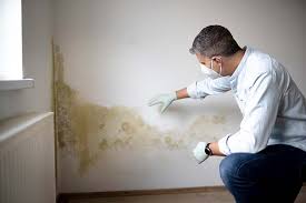 Best Basement Mold Removal  in USA